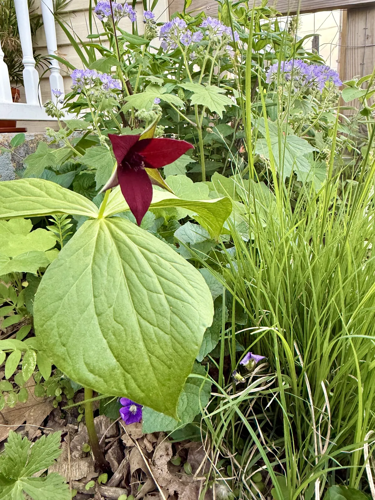 Red Trillium